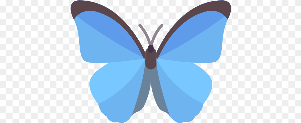 Butterfly Animals Icons Blue Butterfly Icon, Animal, Insect, Invertebrate, Person Free Png