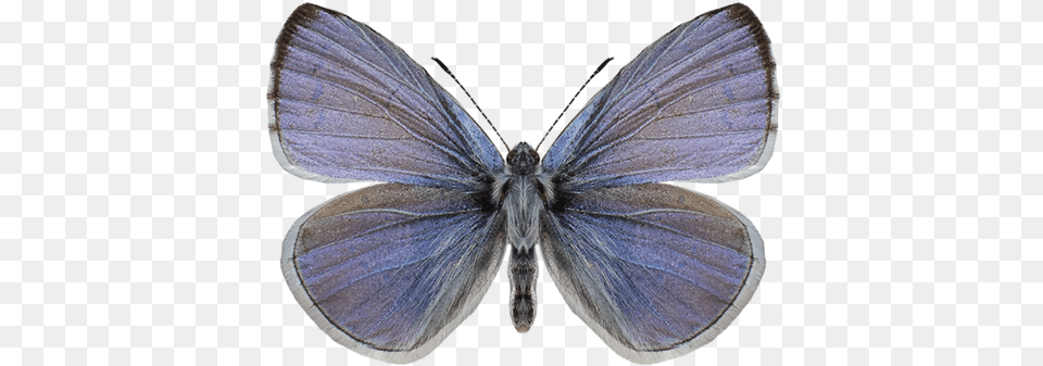Butterfly Art Shop Usa Common Blue, Animal, Insect, Invertebrate, Moth Free Transparent Png