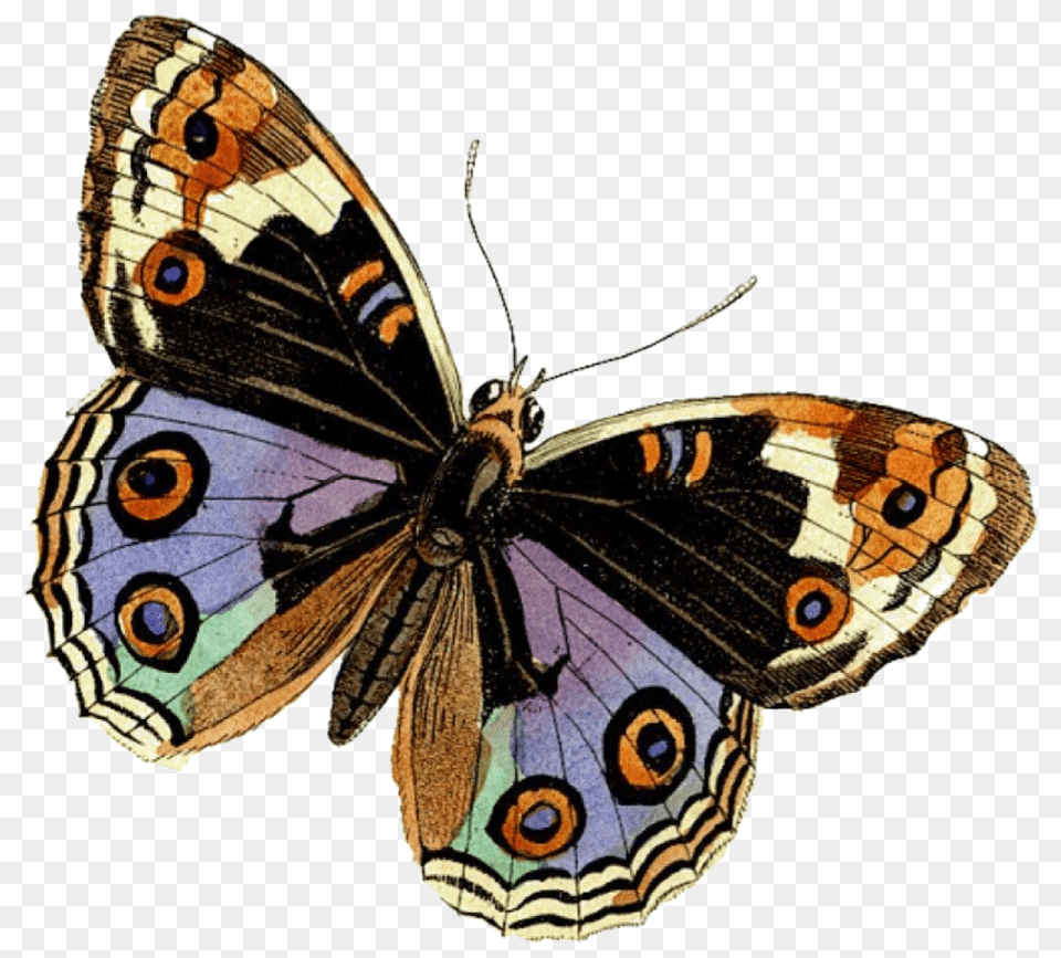 Butterfly Beauty Soft Brush Footed Butterflies, Animal, Insect, Invertebrate, Bird Free Png Download