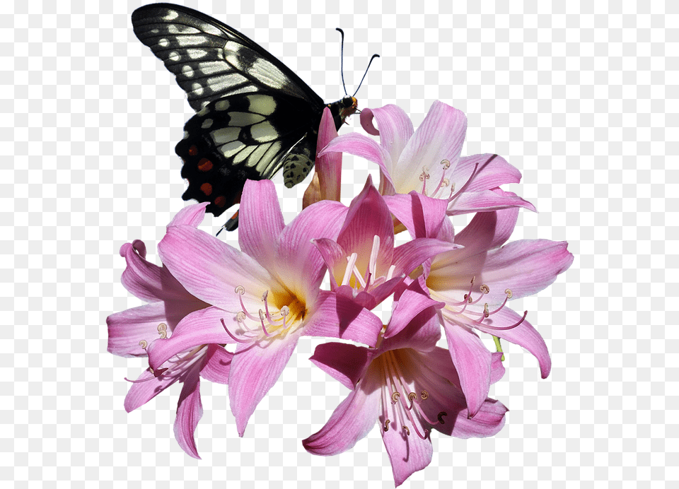 Butterfly Belladonna Lily Flower Insect Transparent Real Butterfly On Flower, Plant, Petal, Anther, Pollen Free Png