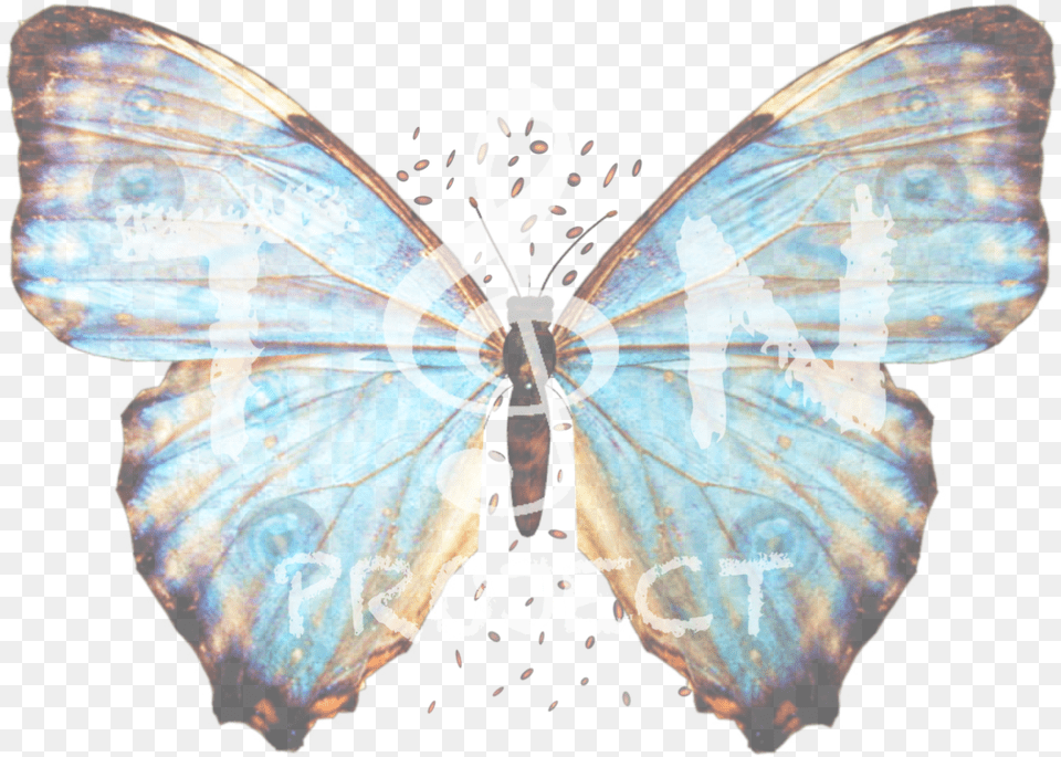 Butterfly Big, Accessories, Wedding, Person, Woman Png