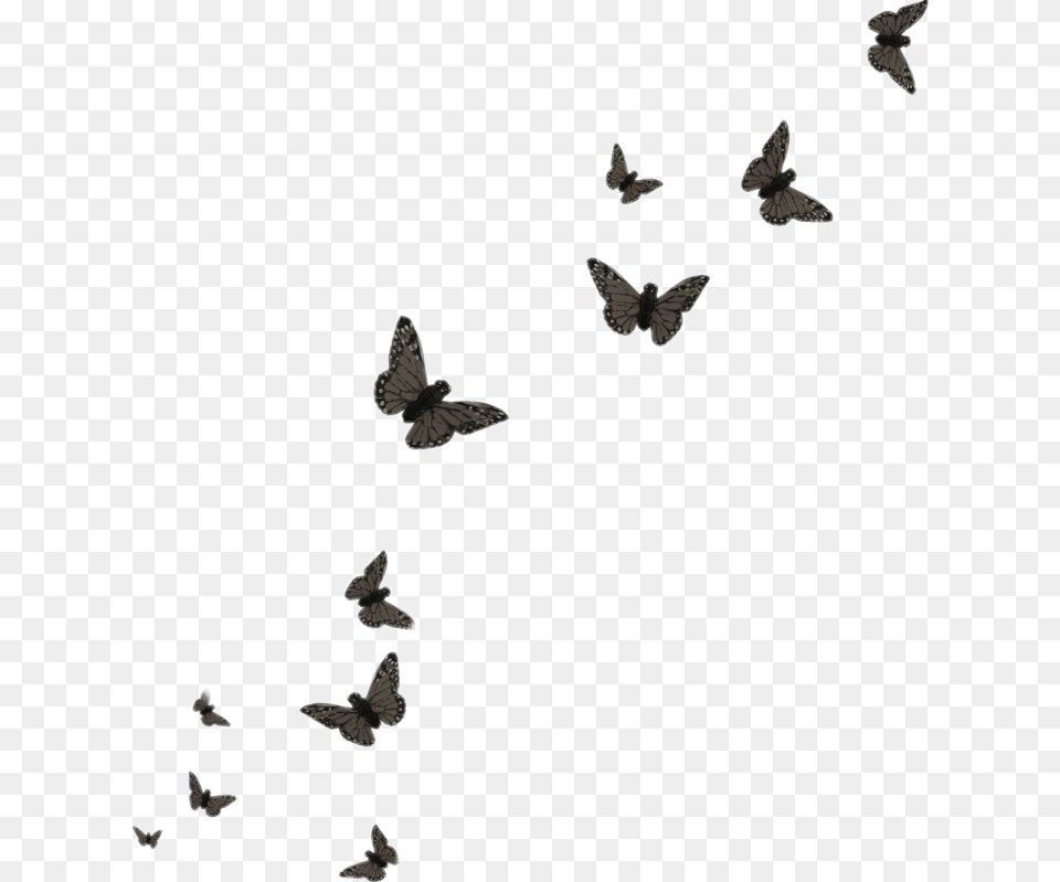 Butterfly Black Butterflies Flying Butterflies Background, Animal, Bird, Mammal, Wildlife Free Transparent Png