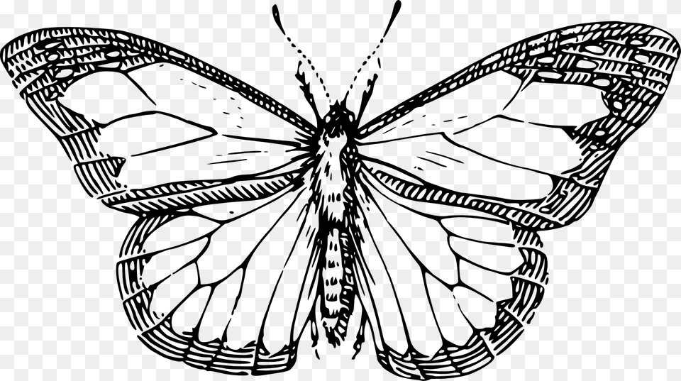 Butterfly Black White Line Art Drawing Scalable Vector Graphics, Stencil, Animal, Dinosaur, Reptile Png Image