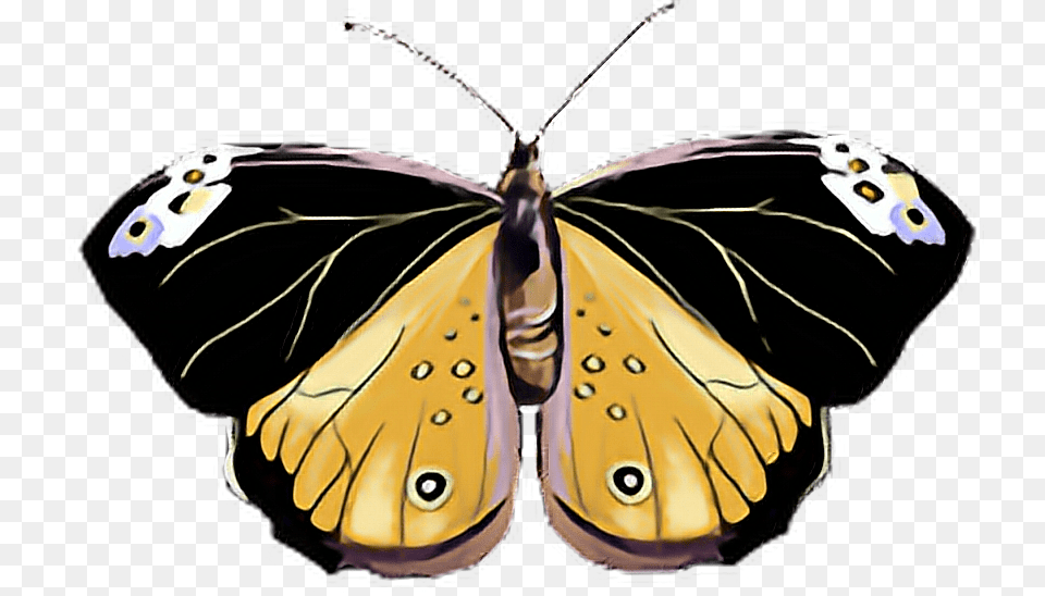Butterfly Black Yellow Pink Pastel White Butterflylove Speckled Wood Butterfly, Animal, Insect, Invertebrate, Moth Free Transparent Png