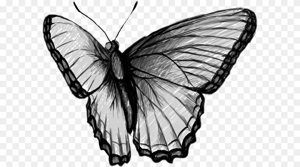 Butterfly Blackandwhite Black Amp White Schmetterling Kelebekler Karakalem, Art, Drawing, Animal, Insect Png
