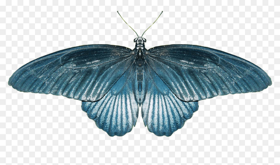 Butterfly Blue, Animal, Insect, Invertebrate, Moth Png Image