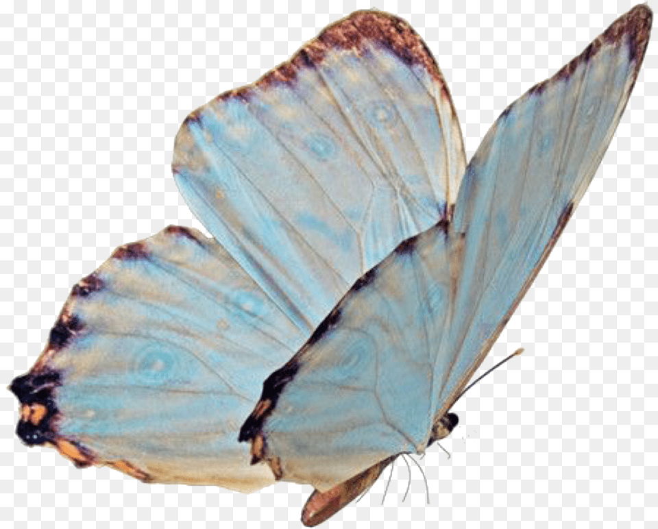 Butterfly Blue Aesthetic Animals Sticker Babyblue Butterfly Niche, Animal, Insect, Invertebrate Free Transparent Png