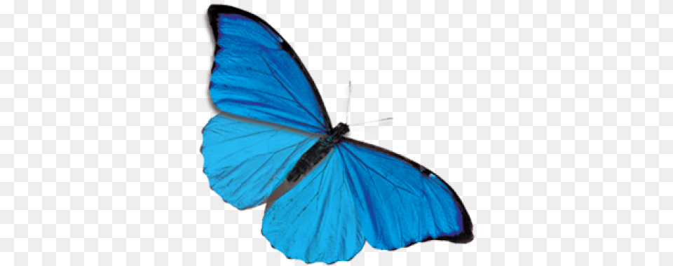 Butterfly Blue Butterfly Background, Animal, Insect, Invertebrate, Fish Png Image