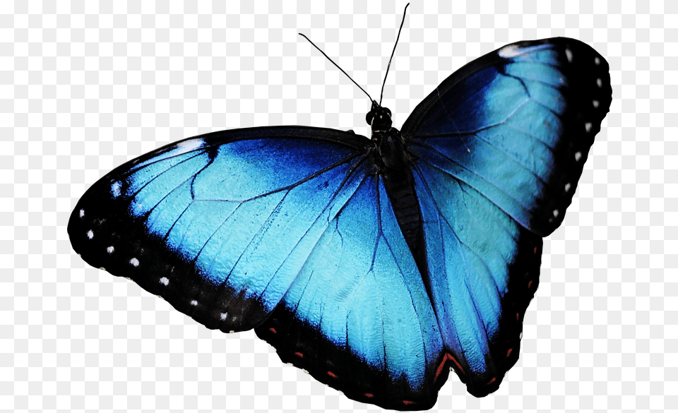 Butterfly Blue Butterfly Butterfly, Animal, Insect, Invertebrate Free Png Download