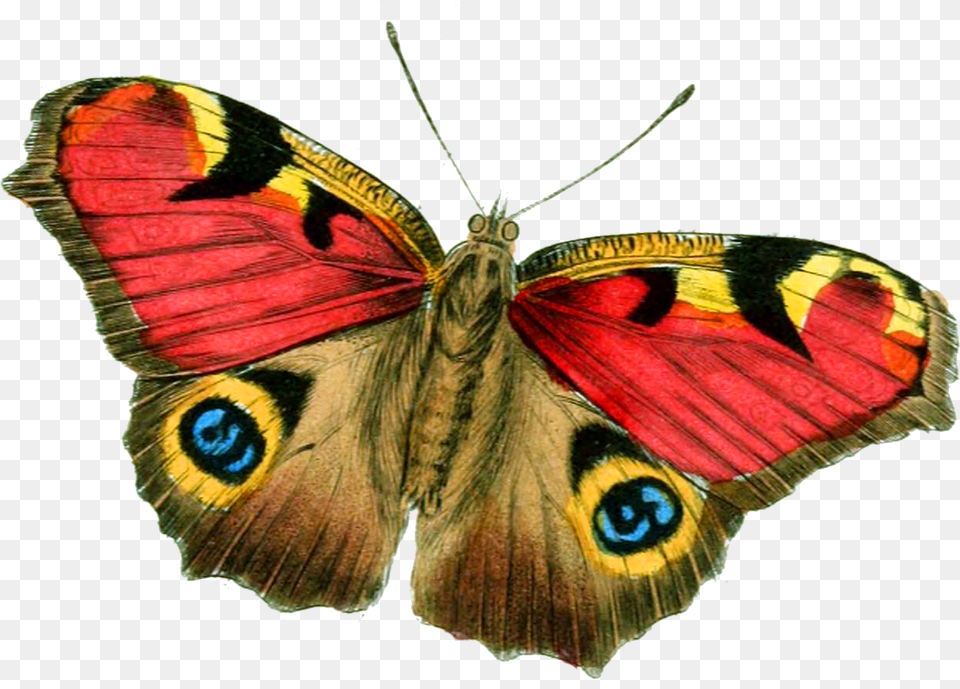 Butterfly Bright Vintage Picture Real Butterfly Hd, Animal, Insect, Invertebrate, Moth Png