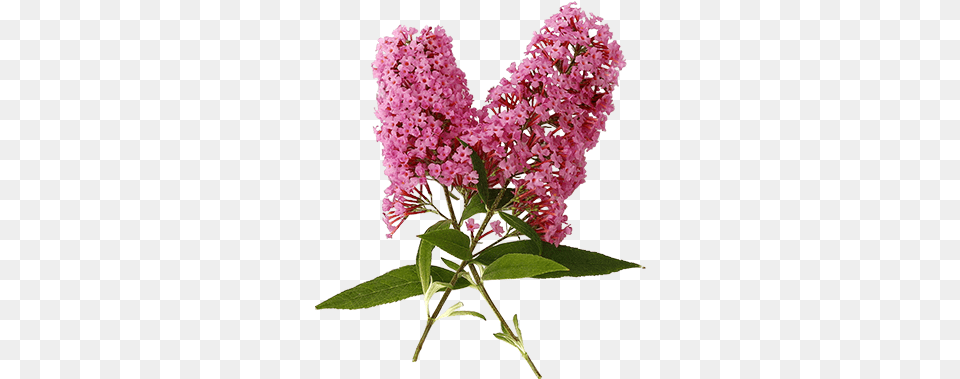 Butterfly Bush Butterfly Weed White Background, Flower, Plant, Lilac Free Transparent Png