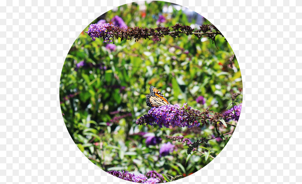 Butterfly Bush Monarch Butterfly, Purple, Flower, Plant, Photography Png Image