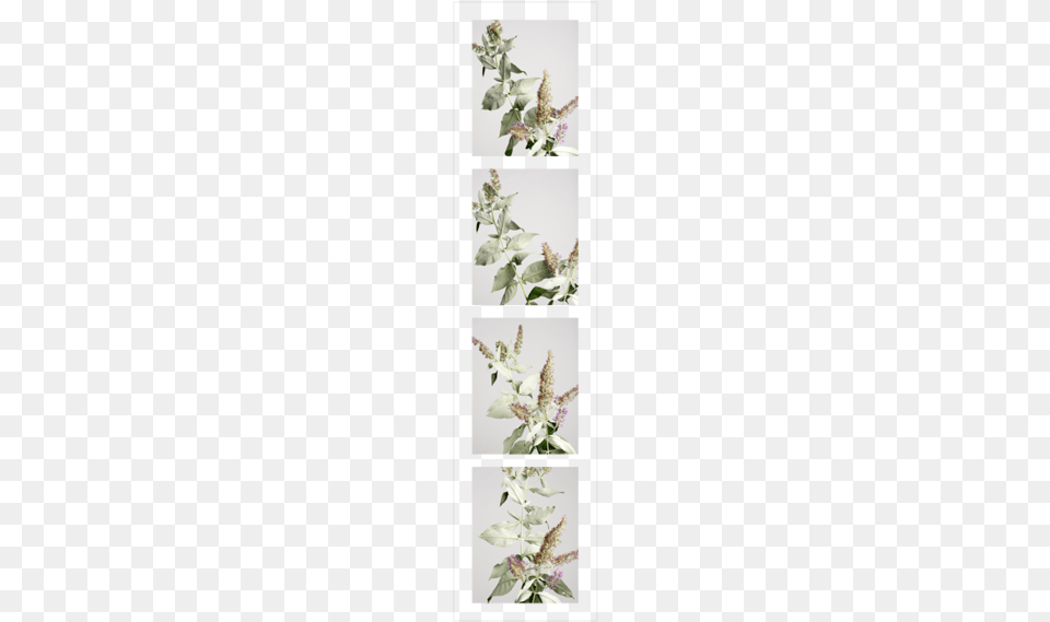 Butterfly Bushes5 Portable Network Graphics, Amaranthaceae, Art, Collage, Grass Free Png Download