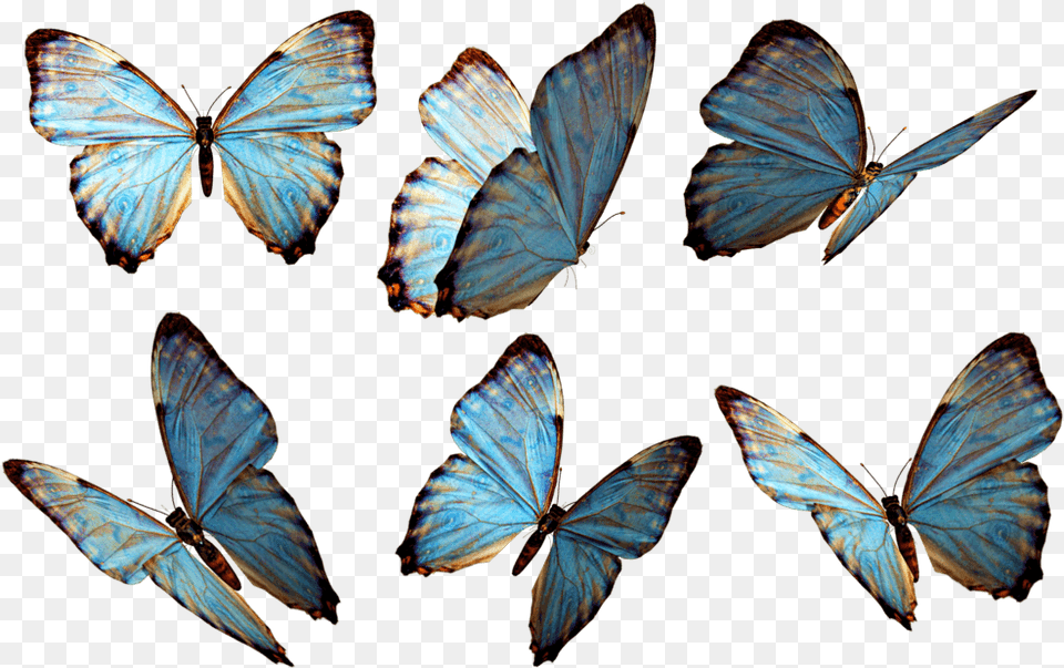 Butterfly Butterflies, Animal, Insect, Invertebrate Free Png Download