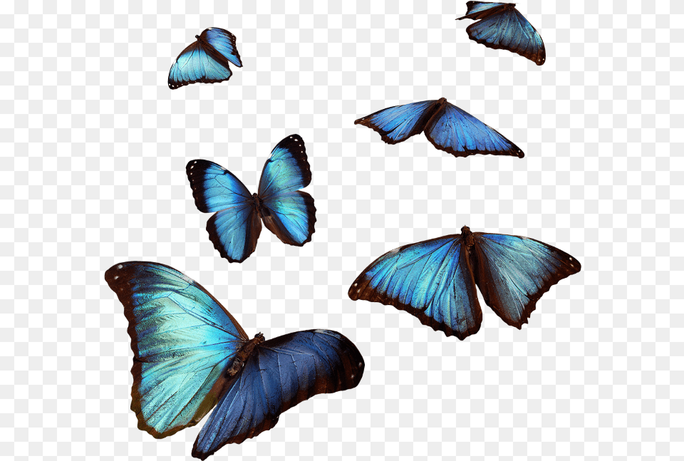 Butterfly Butterflies Blue Flying Cute Fly Air, Animal, Insect, Invertebrate, Bird Png