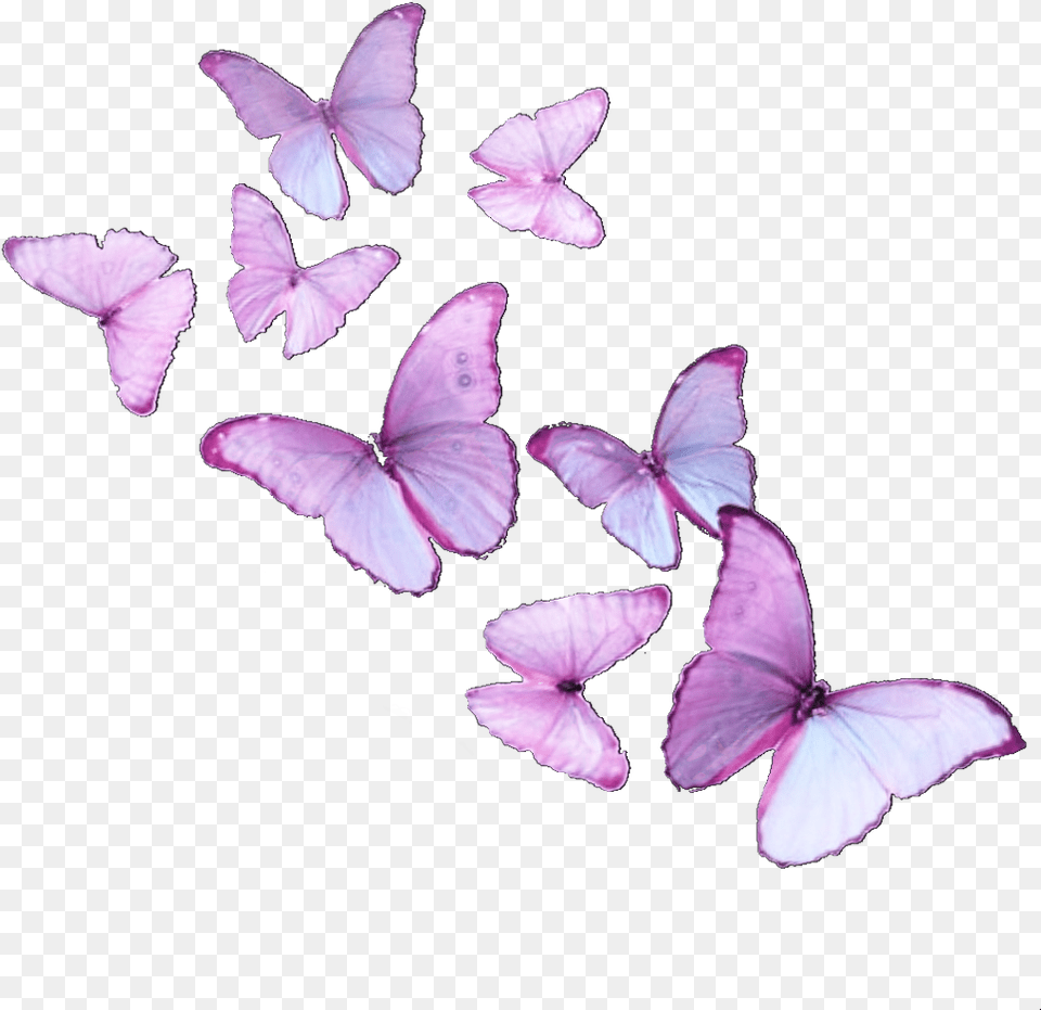Butterfly Butterflies Butterflyeffect Butterflysticker Brush Footed Butterfly, Flower, Petal, Plant, Purple Png