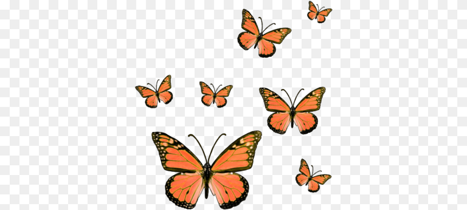 Butterfly Butterflies Butterflys Bug Insect Insects Hot Pink Butterfly Sticker, Animal, Invertebrate, Monarch Free Png