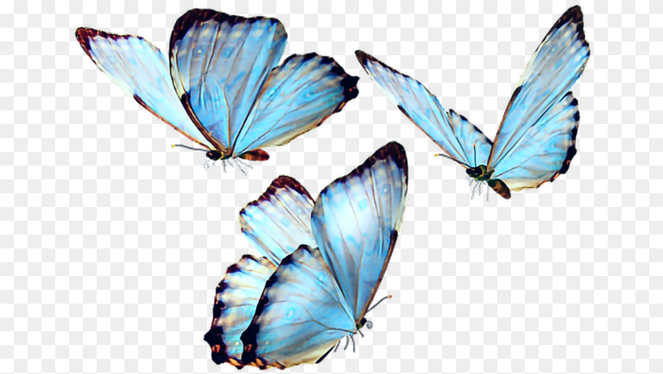 Butterfly Butterflies Butterflys Fly Blue Bluebutterfly Butterfly, Animal, Insect, Invertebrate, Bird Png Image