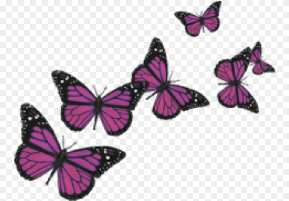 Butterfly Butterflies Cute Nature Pink Love Wings Butterflies Background, Purple, Animal, Insect, Invertebrate Free Png