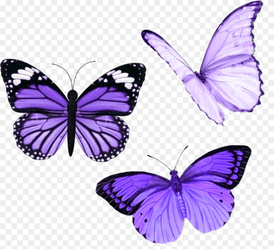 Butterfly Butterflies Purple Aesthetic Tumblr Purple Aesthetic Stickers Butterfly Png Image