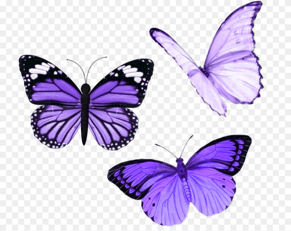 Butterfly Butterflies Purple Aesthetic Tumblr Purple Aesthetic Stickers Butterfly, Animal, Insect, Invertebrate Png Image