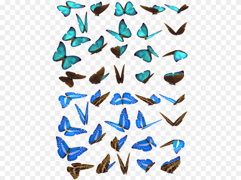 Butterfly Butterflies Swarm Insect Iridescent Butterflies Swarm, Animal, Invertebrate, Clothing, Footwear Free Transparent Png