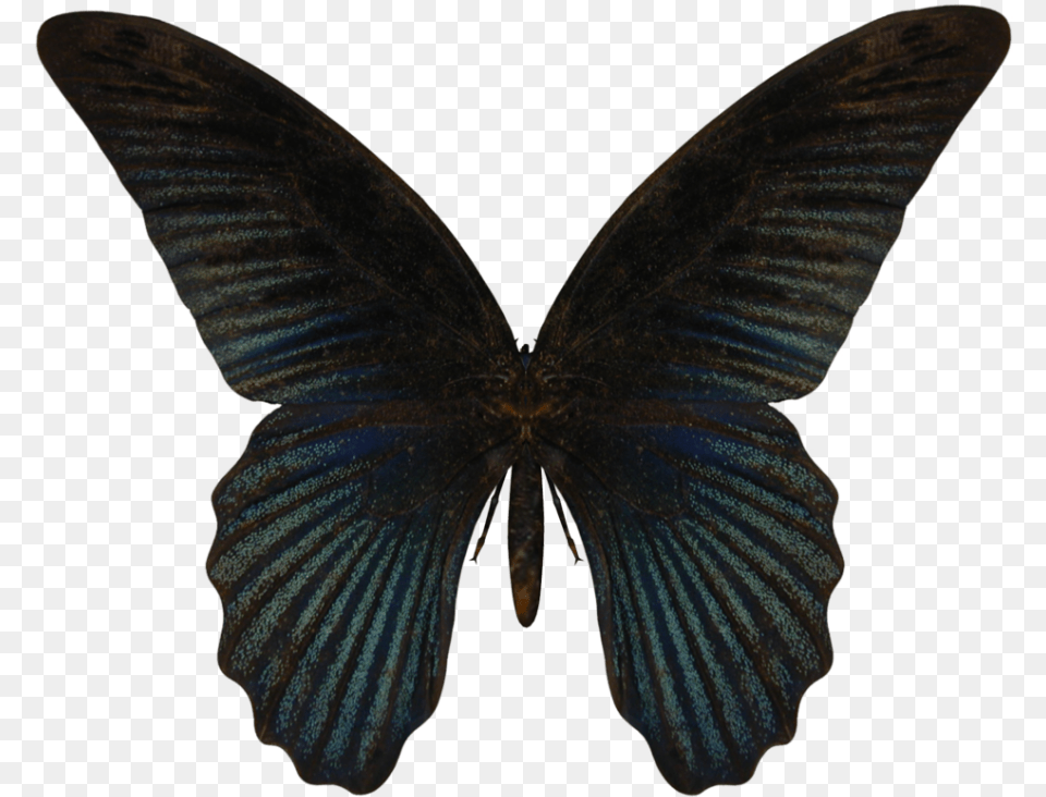 Butterfly Butterfly, Animal, Insect, Invertebrate, Bird Free Png Download
