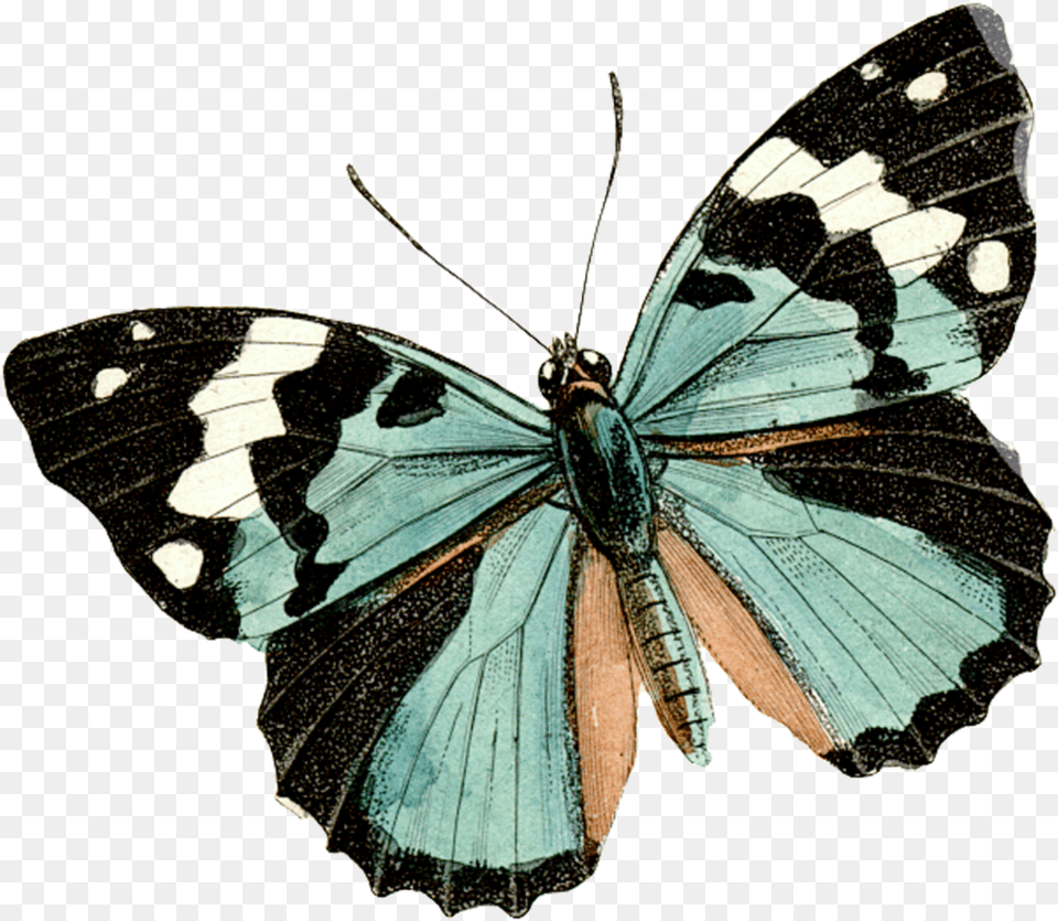 Butterfly Butterfly Background Vsco Png