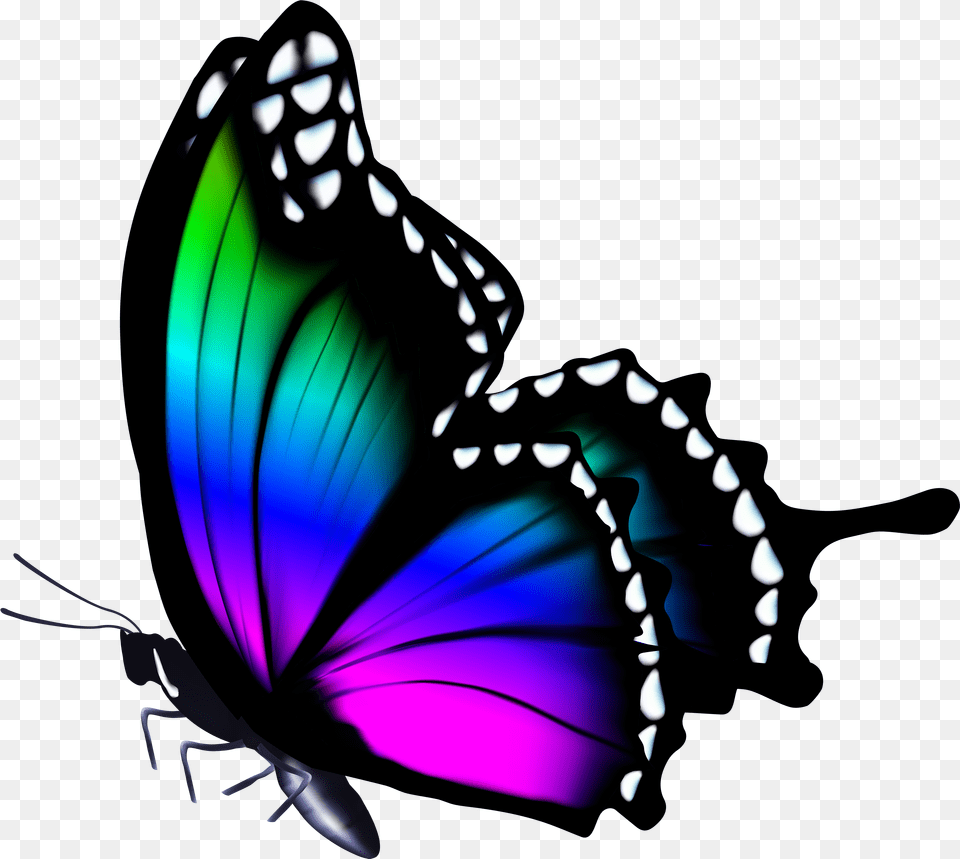 Butterfly Butterfly Hd Colors Free Transparent Png