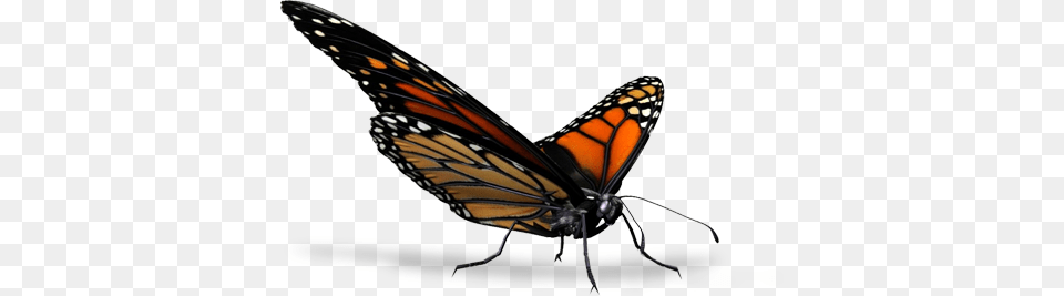 Butterfly Butterfly Render, Animal, Insect, Invertebrate, Monarch Png Image