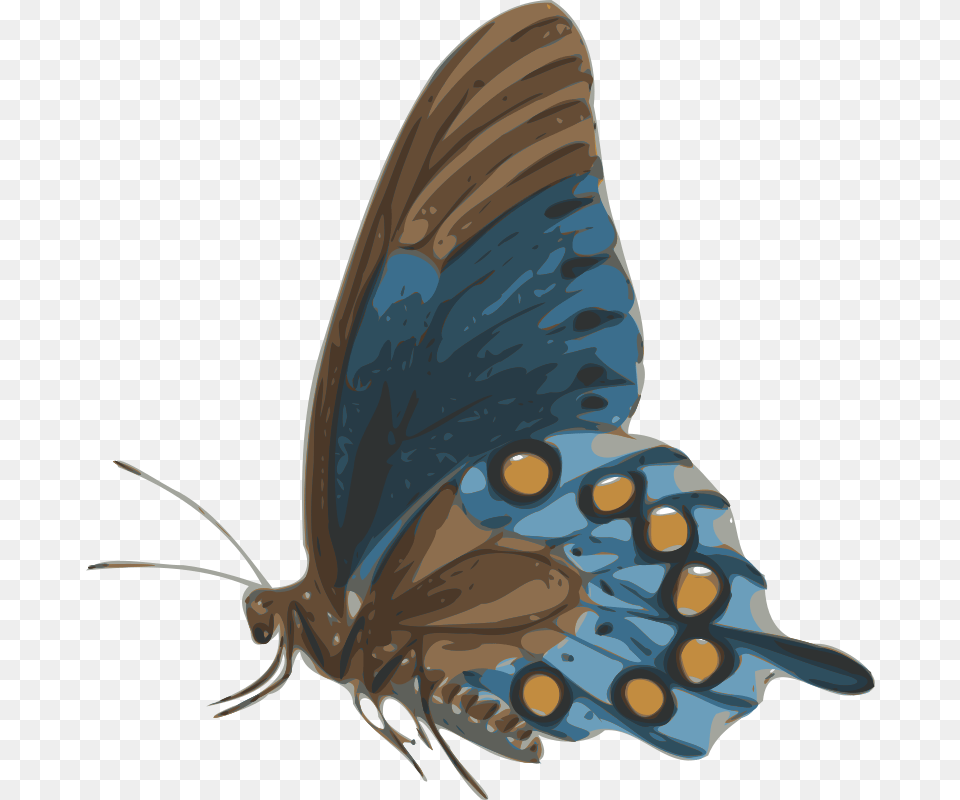 Butterfly Butterfly Side View, Animal, Insect, Invertebrate, Fish Free Transparent Png