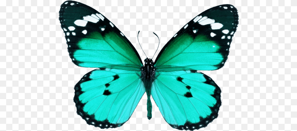 Butterfly Butterfly Wings, Animal, Insect, Invertebrate Free Png Download