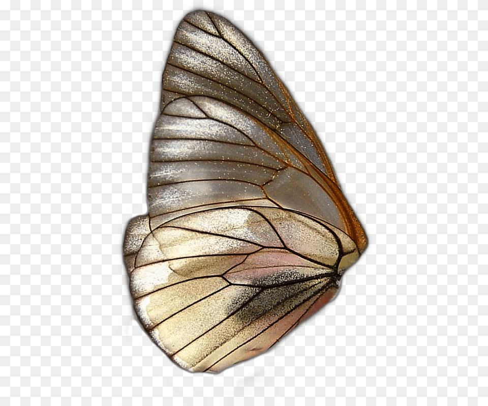 Butterfly Butterflys Wing Wings Farfalla Farfalle Fairy Wings, Animal, Insect, Invertebrate Free Png