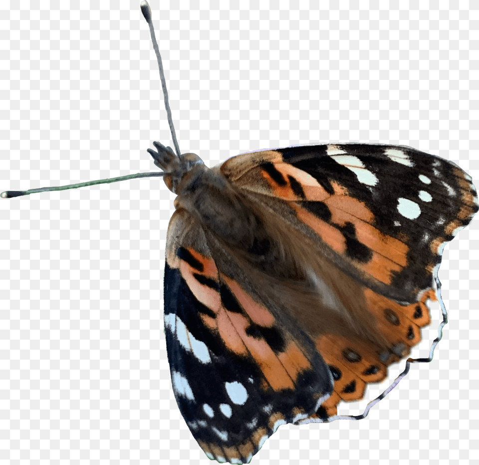 Butterfly Butterflywings Freetoedit Vanessa Cardui, Animal, Insect, Invertebrate, Monarch Png Image