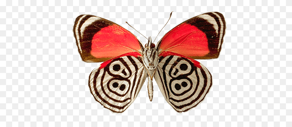 Butterfly Circles, Animal, Insect, Invertebrate Png Image