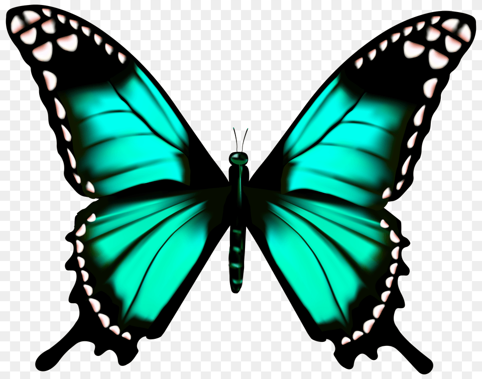 Butterfly Clip Art Png
