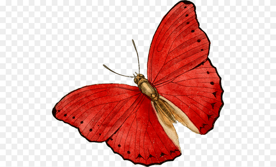 Butterfly Clip Art, Animal, Insect, Invertebrate Png Image