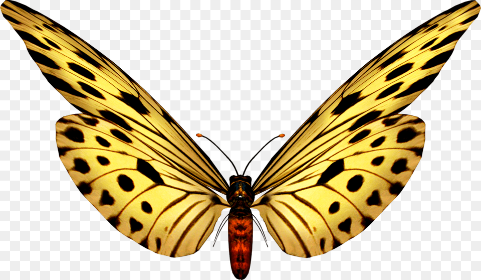 Butterfly Clip Art Butterfly Paper Butterflies Kelebek Gif, Animal, Insect, Invertebrate Png Image
