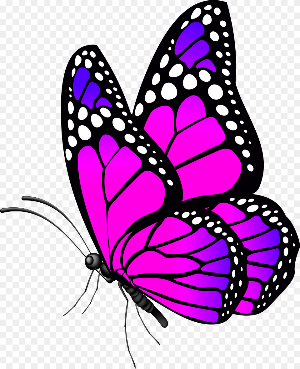 Butterfly Clip Art Image, Purple, Animal, Insect, Invertebrate Free Png Download