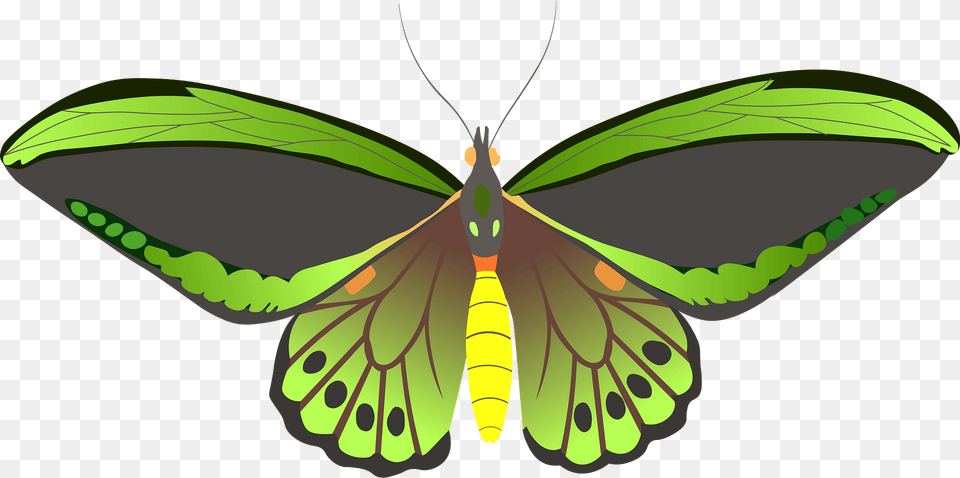 Butterfly Clipart, Animal, Insect, Invertebrate, Moth Png Image