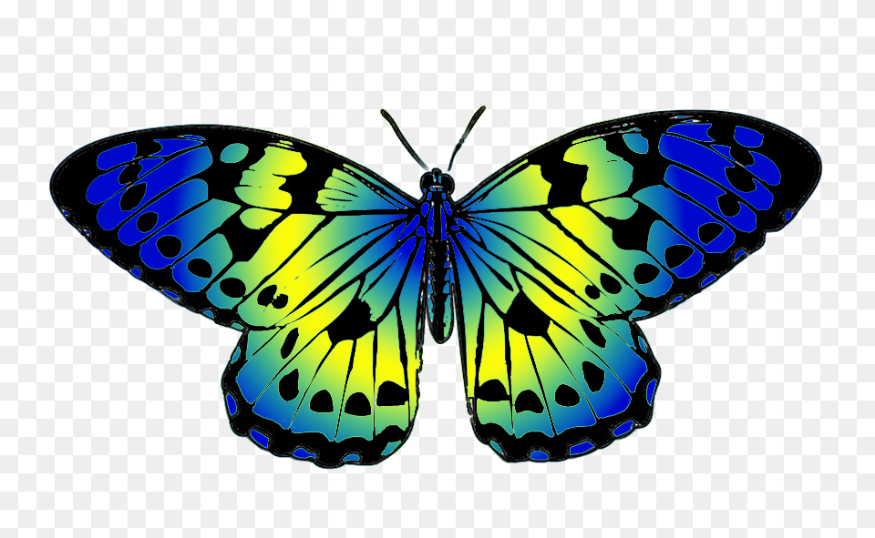 Butterfly Clipart, Animal, Insect, Invertebrate Free Png