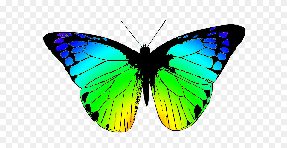 Butterfly Clipart, Art, Animal, Insect, Invertebrate Png