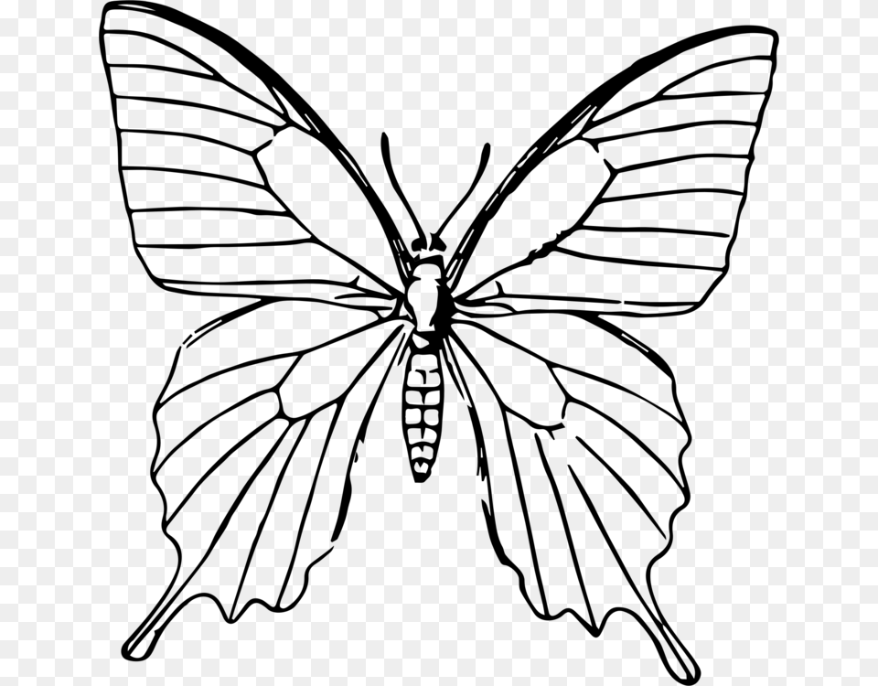Butterfly Clipart Black And White, Gray Free Png Download