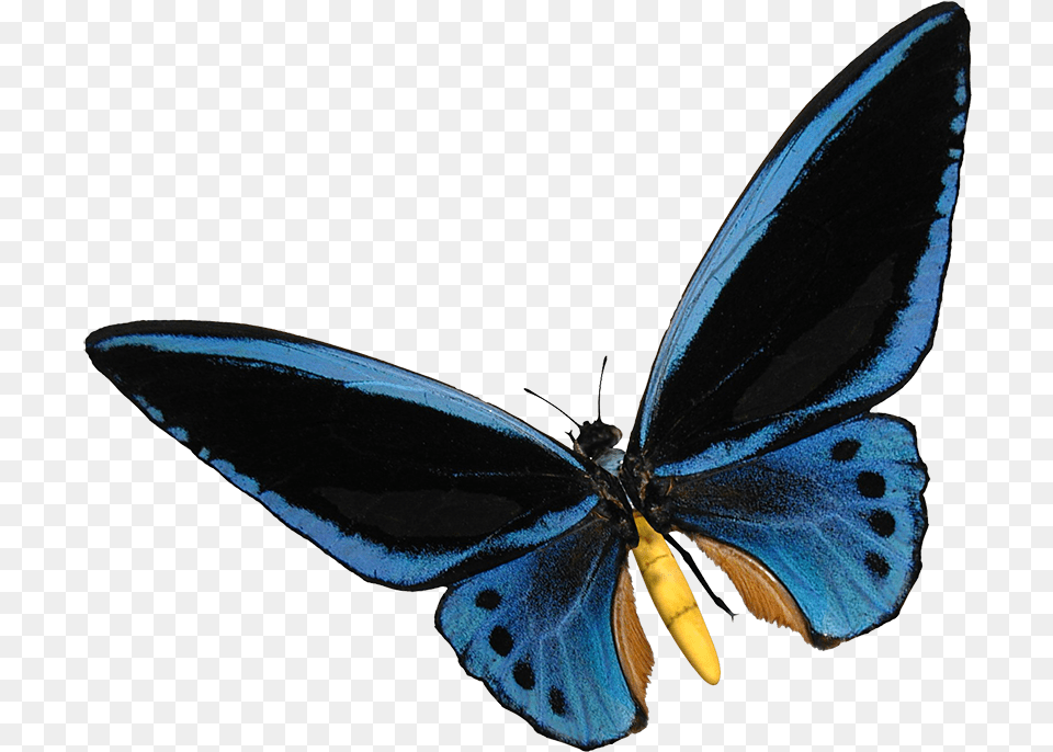 Butterfly Clipart Blue Birdwing Butterfly, Animal, Insect, Invertebrate Free Png