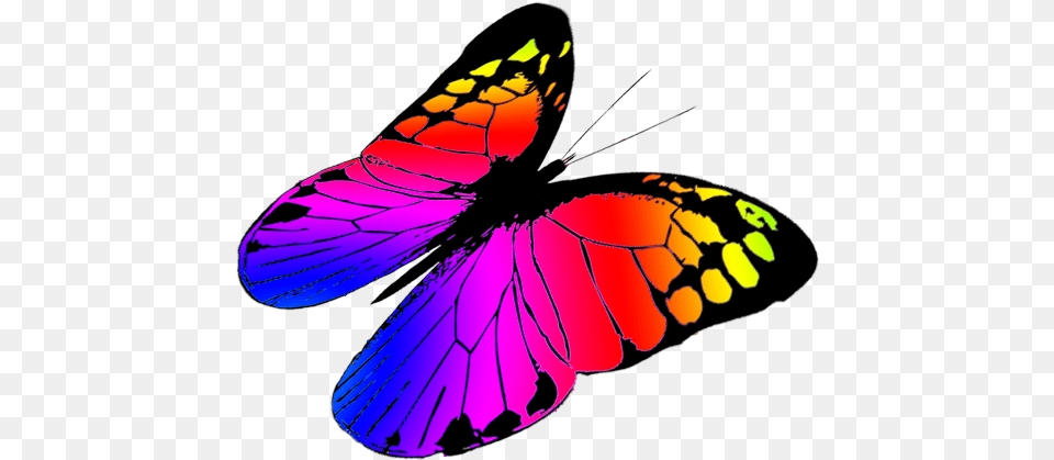 Butterfly Clipart Colorful Butterflies Flying, Animal, Insect, Invertebrate Png Image