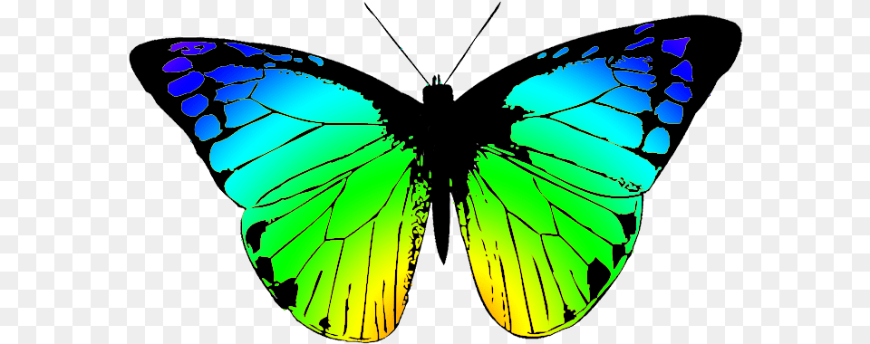 Butterfly Clipart Colorful Butterfly Drawing, Animal, Insect, Invertebrate, Spider Free Transparent Png