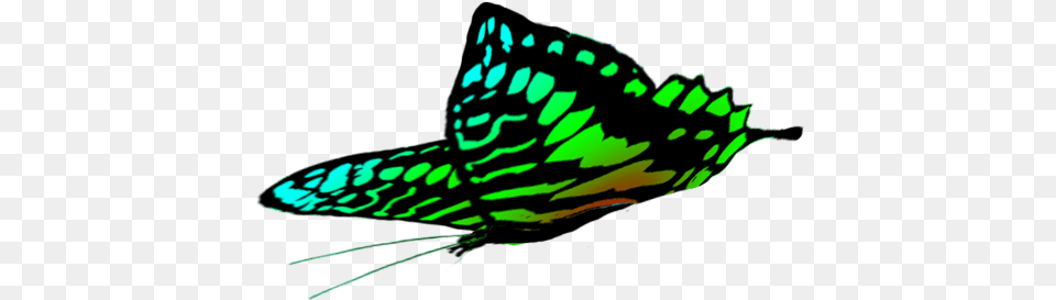 Butterfly Clipart Green Butterfly Drawing, Aquatic, Water, Animal, Insect Free Transparent Png