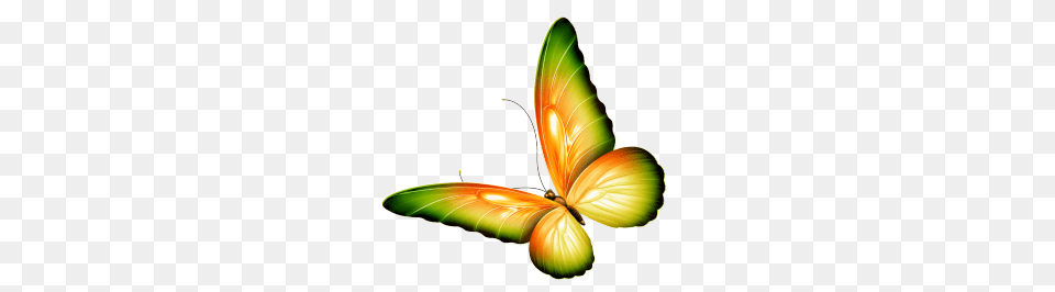 Butterfly Clipart Transparent Background, Art, Graphics, Animal, Invertebrate Free Png Download