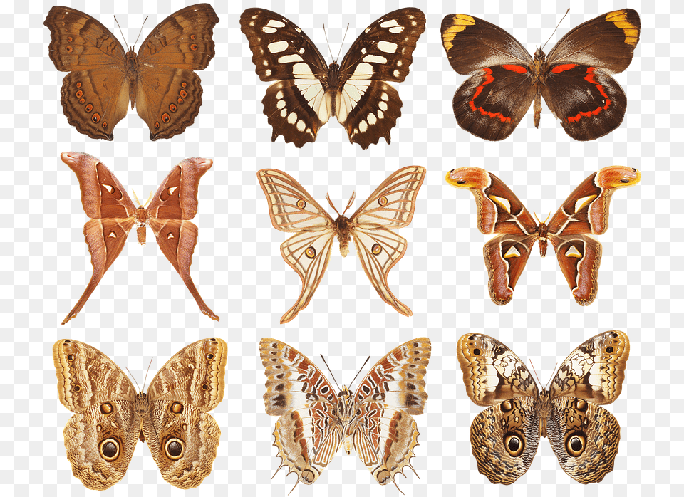 Butterfly Collection Of Butterflies Wings Insects Speckled Wood Butterfly, Animal, Insect, Invertebrate, Moth Png