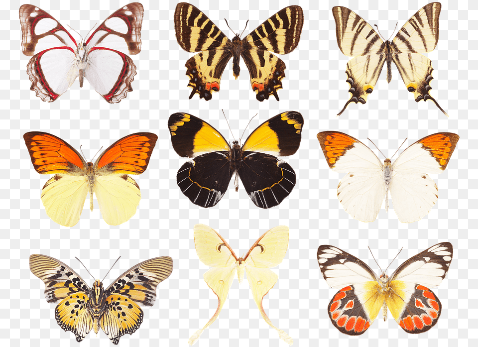 Butterfly Collection Of Butterflies Wings Insects Swallowtail Butterfly, Animal, Insect, Invertebrate Png